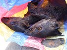 Zabavený bushmeat, v tomto pípad antilopky