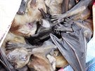 Zabavený bushmeat, v tomto pípad kaloové upytlaení pro maso