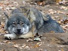 I ve výbhu vlk eurasijských lze pozorovat loská odrstající vlata.