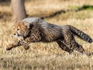 Gepardí kot v letu u pipomíná dosplého geparda.