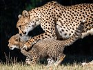 Uhlídat tyi gepardí koata není jednoduché. 