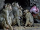 Makakové vepí s mláaty, pavilon Indonéské dungle