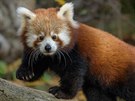 Na kest pandího mládte se mohou návtvníci Zoo Praha tit 2. prosince.