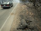 Následky rozsáhlých poár u silnice pes kalifornské msto Paradise (8. 11....