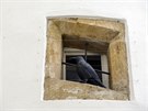 Okna ve radnice v Litovli mají ped hnízdním nechtných holub nov ochránit...