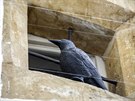 Okna ve radnice v Litovli mají ped hnízdním nechtných holub nov ochránit...