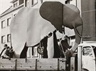 Plechov slon pro zoo ve Dvoe Krlov nad Labem