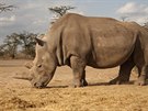 Samice nosoroce severnho blho Najin v kesk rezervaci Ol Pejeta.