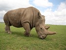 Samice nosoro�ce severn�ho b�l�ho Fatu v ke�sk� rezervaci Ol Pejeta.