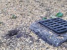 Potkan vykukujc v mosteckm parku z dry v zemi tsn u kanlu.