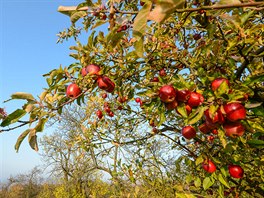 Úroda jablek v rozlehlých sadech kolem hradu Trosky