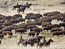 BIZONI. Jezdci nahánjí bizony na kadoroním setkání, kdy jsou zvíata váena...