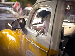 ZÍVNUTÍ. Pes zívá v okn automobilu Ford z roku 1938 pouívaného jako taxi v...