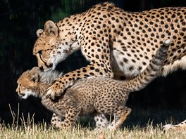 Uhlídat čtyři gepardí koťata není jednoduché. 