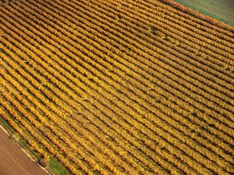 Ovocný sad u Mlníka na fotografii z letadla (6. listopadu 2018)