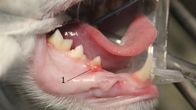 Znt kolem zubu, zntliv dse jakoby vrstala do zubu - resorptivn lze zubu koky.