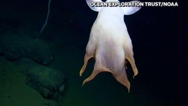 „Dumbo“ chobotnici našli vědci během potápění u pobřeží Kalifornie.