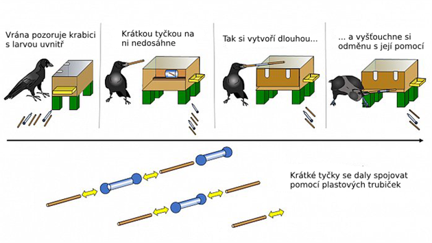 Popis experimentu s vranami