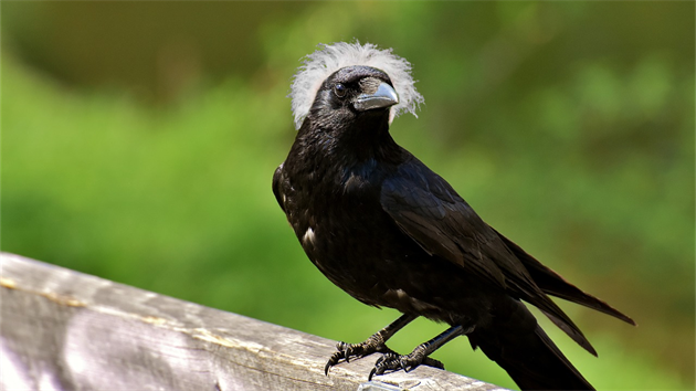 Vrány se ukazují jako stále chyt�ej�í a chyt�ej�í.