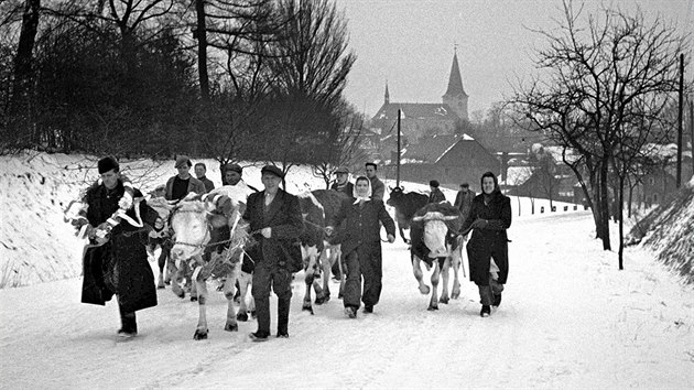 Předseda JZD František Soucha převádí v rámci kolektivizace s ostatními družstevníky z Jiříkova na Šluknovsku krávy do společné stáje. (9. března 1951)