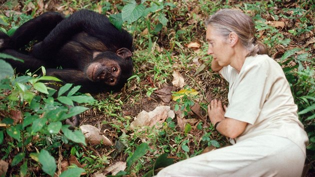 Jane Goodallov se vzkumu socilnho ivota impanz vnovala tyi destky let. Ve svch osmdesti letech dodnes pedn po celm svt. (snmek z Tanzanie z roku 1988)