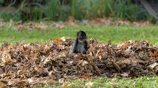 Chápan středoamerický, ve své domovině kriticky ohrožený druh, na jednom z opičích ostrovů pražské zoo v Troji