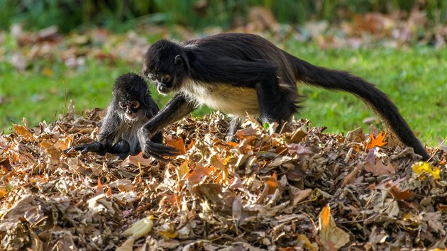 Chápani středoameričtí, ve své domovině kriticky ohrožený druh, si užívá podzimního listí na jednom z opičích ostrovů pražské zoo v Troji.