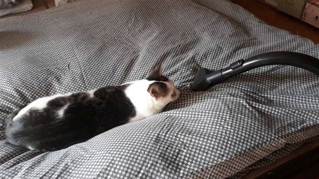 Zákaz pobytu koček v posteli je bezpředmětný.