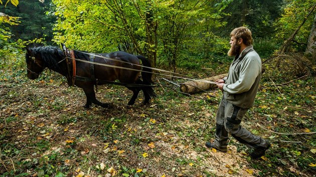 Luboš Krejčí sváží dřevo z kopců v Orlických horách se svým koněm.