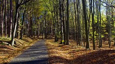 Cesta p�es chuchelenský les