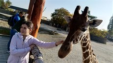 Ke královédvorské zoo odjak�iva pat�í �irafy. Ve výb�hu jsme jich napo�ítali...