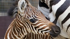 Podzim není úpln� typickým obdobím pro mlá�ata, v pra�ské zoo jich ov�em lze o...