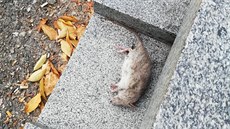 Díky návnadám se deratizátor�m poda�ilo potkaní populaci v horní �ásti...