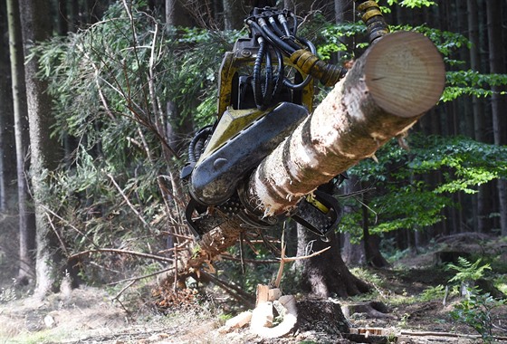 Tký lesní stroj harvestor v akci (ilustraní snímek)