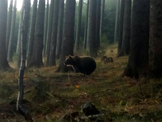 Minulý msíc natoili dva havíi na rekreaci medvda v oblasti Smrku mezi eladnou a Ostravicí.
