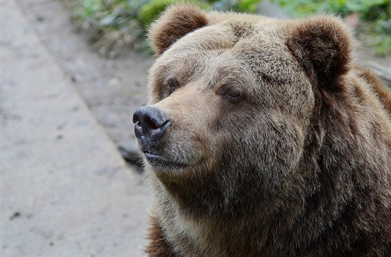 Helga, samice medvěda grizzlyho, která nyní uhynula.