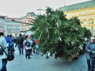 Povoz taený komi pivezl na námstí Svobody vánoní strom (17. listopadu...