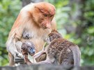 Samice kahau nosatého s mládtem, na které doráí mlád makaka jávského. 