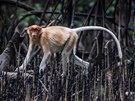 Kahau v pobeních mangrovech pi odlivu 