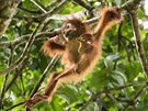 Mlád orangutana bornejského - zatím ve svém pirozeném prostedí.