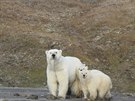 Lední medvdi na Wrangelov ostrov v Arktickém moi