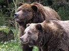 Medvdi grizzly, kteí ili v dínské zoo.