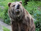 Helga, samice medv�da grizzlyho, kter� nyn� uhynula.