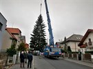 Vnon strom, kter bude zdobit nmst Republiky v Plzni, pochz od...