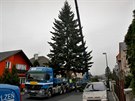 Vnon strom, kter bude zdobit nmst Republiky v Plzni, pochz od...