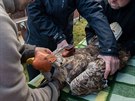 Orel moský, kterého na konci íjna nali zranného na Klatovsku, je opt...