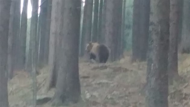 Medvěd v oblasti beskydské hory Smrk na Frýdecko-Místecku. (15. listopadu 2018)