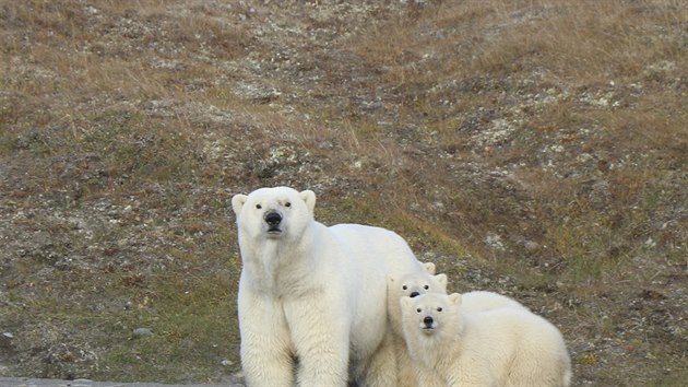 Lední medvědi na Wrangelově ostrově v Arktickém moři