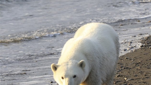 Lední medvěd na Wrangelově ostrově v Arktickém moři.