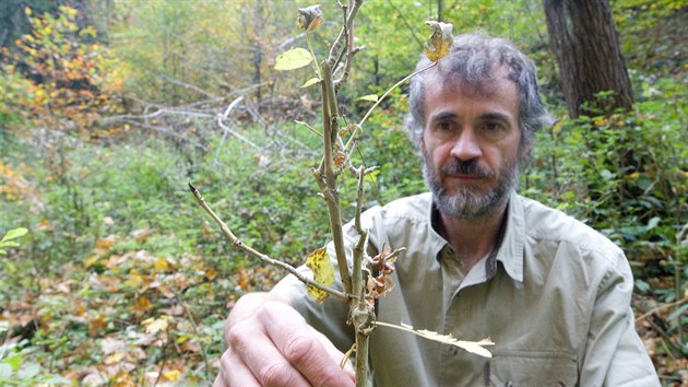 Jan Duda ukazuje stromek s deformovanm vzrstem. Zv opakovan okusuje vrcholov vhony.
